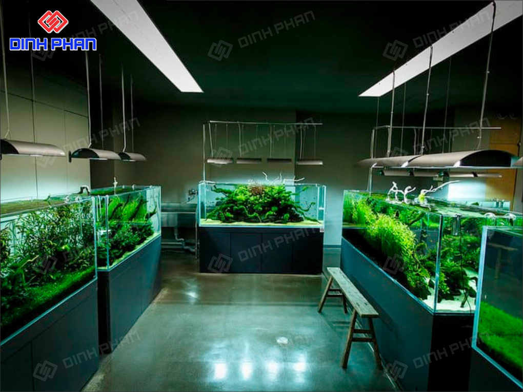 10+ Mẫu Thiết Kế Cửa Hàng Cá Cảnh Đẹp Bắt Mắt, Hút Khách 10+ Mẫu Thiết Kế Cửa Hàng Cá Cảnh Đẹp Bắt Mắt, Hút Khách